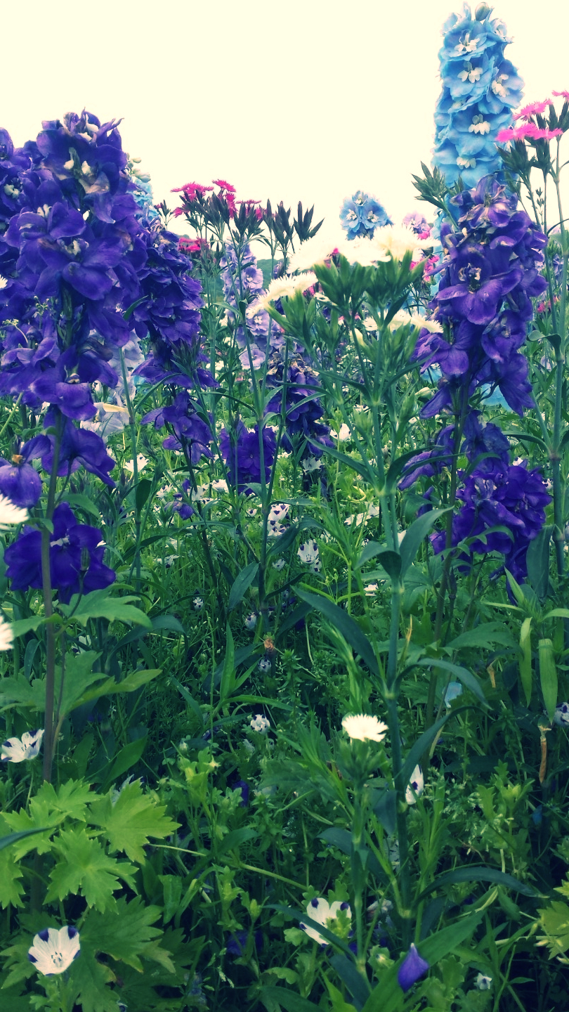 2015年6月25日
